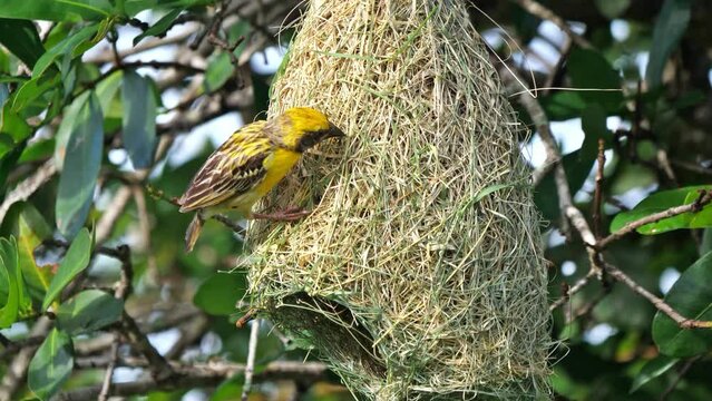 Yala Nationalpark, Sri Lanka: Ein Bayaweber baut sein Nest