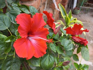 Red Hibiscus Flower on a plant, Hibiscus Red Desi - Flowering Plants,Two Big Red Hibiscus Flower on a plant