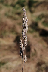 Macro photo of grass with seeds.  Makro zdjęcie trawy z nasionkami.  © Adrianna