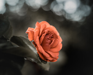 rote Blume mit blassem Hintergrund