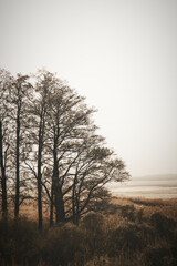 A winter view of the wetlands. A frosty, cold morning.  Zimowy widok na mokradła. Mroźny, zimny poranek. - obrazy, fototapety, plakaty