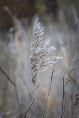 Zdjęcie makro beżowej trawy. Roślinność przy jeziorze.  Macro photo of beige grass. Vegetation by the lake. 