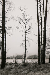 Czarno białe zdjęcie drzewa bez liści.  Black and white photo of a tree without leaves. 
