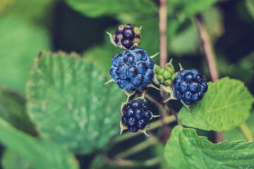 Dzika jeżyna na krzaku. Makro zdjęcie natury.  Wild blackberries on the bush. Macro photo of nature.  - obrazy, fototapety, plakaty