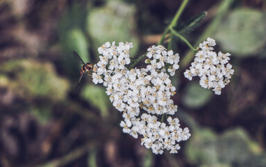 Zdjęcie makro kwiatu krwawnika z pszczoła.  A macro photo of a yarrow flower with a bee.  - obrazy, fototapety, plakaty