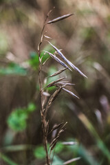 Macro photo of grass with seeds.  Makro zdjęcie trawy z nasionkami. 