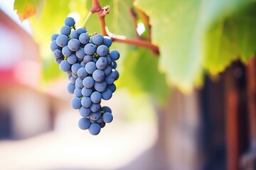 closeup of zinfandel grape cluster on the vine - obrazy, fototapety, plakaty
