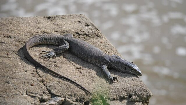 Yala Nationalpark, Sri Lanka: Ein Bindenwaran