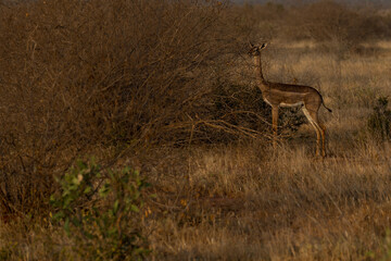 Antelope in the savannah of Africa
