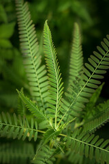 Close up of green fern leaves in the forest