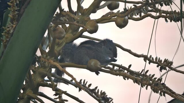 Induruwa, Sri Lanka: Ein Indisches Palmenh&ouml;rnchen bei der Futtersuche