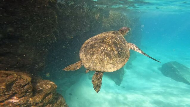 Small turtle swimming in sea