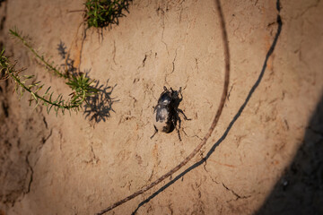 Selective blur on a black dung beetle walking on the mud in titelski breg. Part of the Scarabaeidae family, it's a family of insects common in mud and feces.
