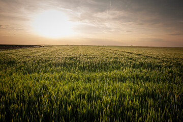 Panorama of a wheat field, green color, on a sunny afternoon dusk with blue sky, in a typical serbian agricultural landscape, at the spring season, in Vojvodina, with the sun in background.