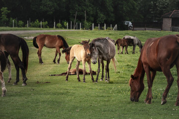 Obraz premium Selective blur on a newborn foal cuddling his mother, a mare, mother, in a herd of horses, brown & white at sunset in Zasavica, Serbia in a rural farm landscape. Equidae are countryside animals