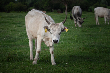Fototapeta premium Portrait of a young white grey calf, a podolian cow, standing in a pasture of a farm of Vojvodina, Serbia. Podolian cattle is a breed of cows and beefs from Europe with long horns.