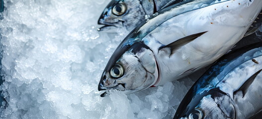 Fresh caught Tuna fish on ice at wet market or seafood shop. Northern ocean fishery, fishing industry. 