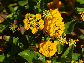 Obraz premium Lantana camara, also known as yellow lantana, is a species of flowering plant in the Lantana family.