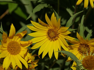 Yellow flowers of Helianthus annuus in the garden.
