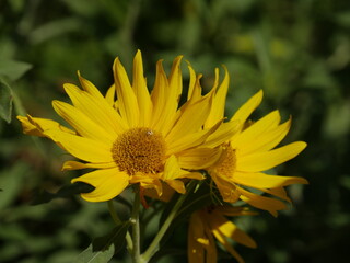 Helianthus annuus is a species of flowering plant in the sunflower family.