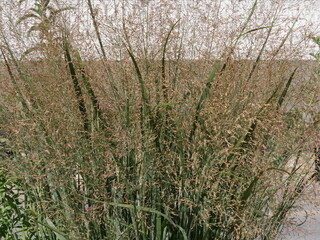 Pampas grass in a garden during spring.