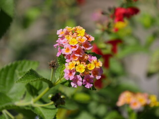 Lantana camara flowers. Lantana camara is a species of flowering plant in the Lantana family.