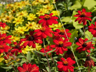 Obraz premium Zinnia elegans is a genus of flowering plants in the sunflower family Asteraceae.