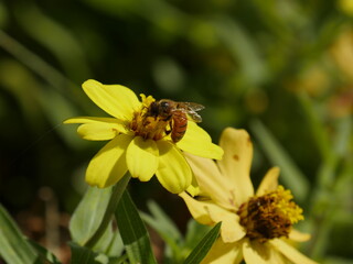 Bee on a yellow flower in the garden. Shallow depth of field