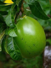 Green lime on the tree in the garden with nature background.