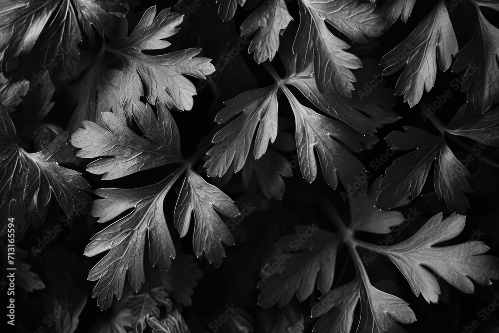 Poster a black and white photograph capturing a bunch of leaves. suitable for various uses