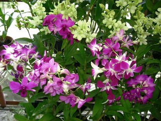 Beautiful purple orchids with green leaves in the garden.