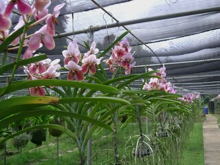Beautiful orchids in a greenhouse on a sunny day.