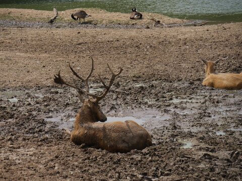 Deer in a mud puddle on the shore of a lake