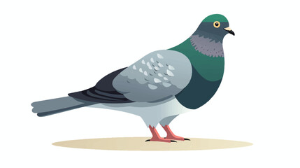 Pigeon illustration vector