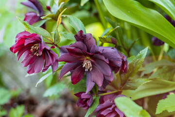 Helleborus orientalis Double Ellen Red