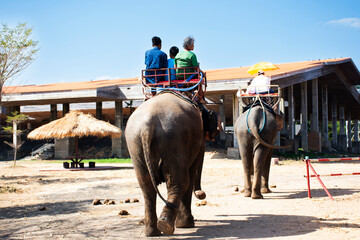 Traveler thai people travel riding elephants trip tour around Ban Ta Klang or Taklang Elephant...