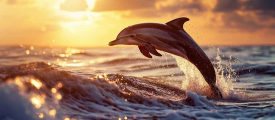 Poster beautiful dolphin jumped from the ocean at the sunset time. Copy space image. Place for adding text © Ilgun