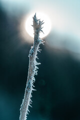 Winterfrost und Sonne