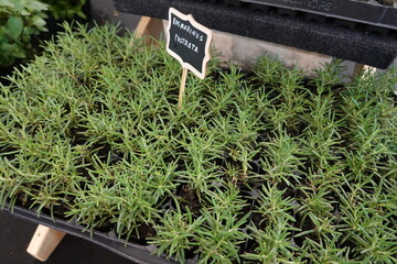rosmarinus seedling propagated by cuttings. rosmarinus postrata plant propagated by cuttings.