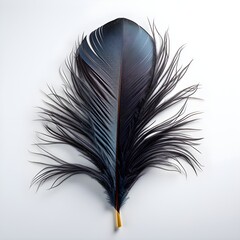 black feather isolated on white background with shadow. black feather isolated. feather of a bird. feather