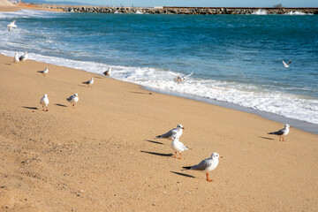 Sunny Serenity: Gulls Soaring Over Mar Bella Beach, Barcelona