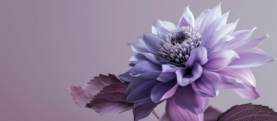 A beautiful purple gradient flower with a leaf overtop of it. Copy space image. Place for adding...