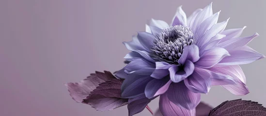 Foto op Plexiglas A beautiful purple gradient flower with a leaf overtop of it. Copy space image. Place for adding text © Ilgun