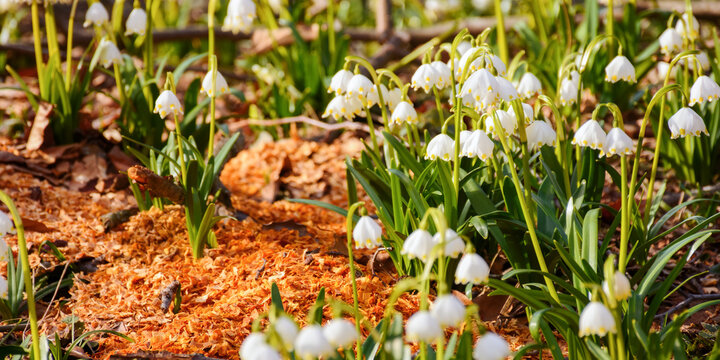 spring snowflake blooming on a sunny day. nature background with white flowers on the forest glade