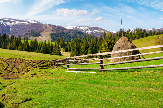 carpathian countryside scenery in spring on a sunny morning. mountainous rural landscape with haystack behind the wooden fence. fir forest on the grassy hill in the distance