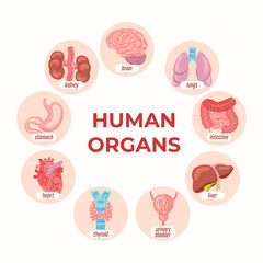 Hand drawn flat organ composition background with human organs on round shapes