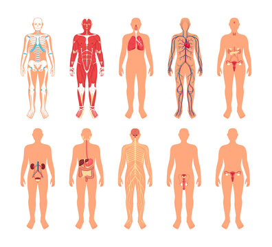 Human body and organs in flat design