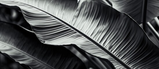 Banana leaf black and white. Copy space image. Place for adding text