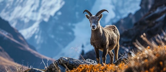 A Nepali Blue Sheep called a Bharal looks on inquisitively from its grazing on the alpine meadows near the Tilicho lake trek on the Annapurna Circuit trek. Copy space image. Place for adding text