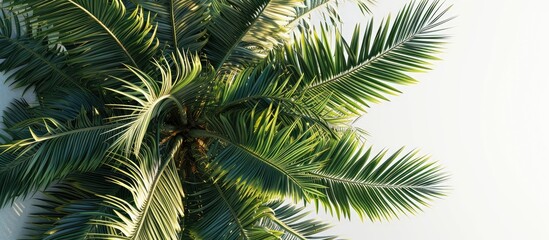 Close up of the top of a palm tree. Copy space image. Place for adding text